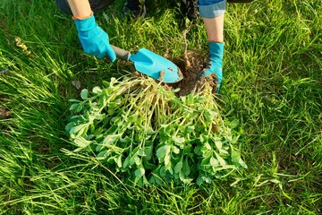 Close-up of hand in gardening gloves dividing Sedum spectabile bush