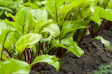 Red beet growing in soil. Fresh green leaves of beetroot. Row of green young beet leaves growth in organic farm. Close-up agricultural beet plantation. Selective focus