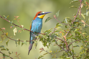European Bee Eater perched on Branch