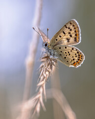 European Butterfly Sooty Copper perched on grass