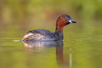 Little Grebe catching fish in pond