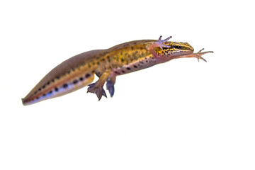 Male Palmate newt swimming on white background