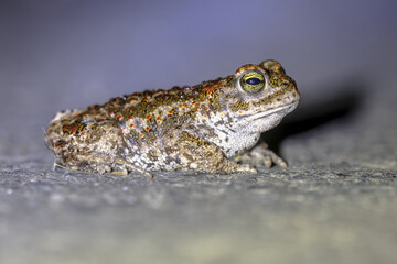Natterjack toad in darkness