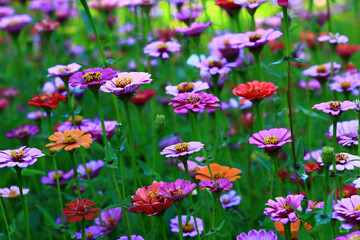 beautiful view of blooming Zinnia(Youth-and-old-age) flowers,many colorful Zinnia flowers blooming in the garden 
