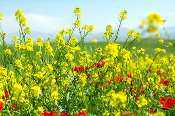 field of red poppy flowers and yellow rapeseed on sunny day Sping came concept Hello March, April, May