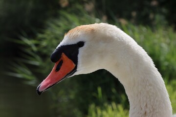 Young adult male mute swan