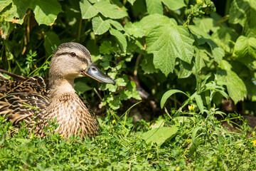 Portrait of a female mallard lying in the grass with dense leaves in the background