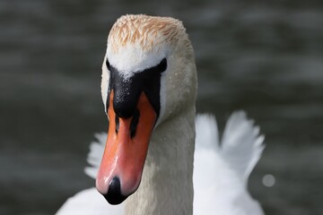 Young adult male mute swan