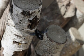 Big black carpenter bee flying to home