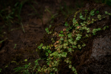 Green vines on the ground