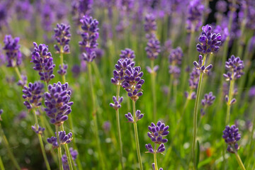 Selective focus purple blue flowers in the garden with soft sunlight in the afternoon, Lavender is flowering plants in the mint family of Lamiaceae, Nature floral pattern background.