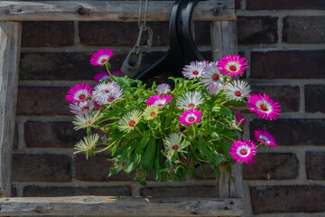 Fototapeta na wymiar Selective focus of flower hanging in wooden stair on the brick wall in the garden, Cleretum bellidiforme or Livingstone daisy is a species of flowering plant in the family Aizoaceae, Nature background