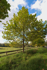 Obraz premium Autumn scene at Southern Highlands NSW Australia. Landscape Photography