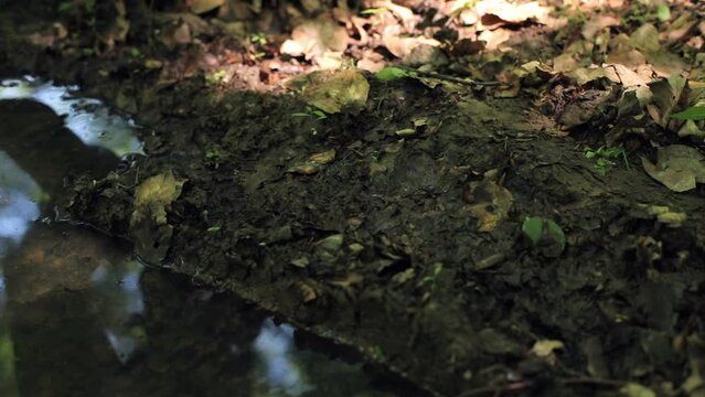 foot in ankle boots steps on dry leaves in the forest. a soldier walks through the woods. sunny day