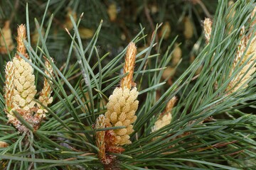 Spring pine with blossom