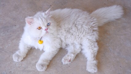 Two-eyed Persian cat with blue and yellow, fur white lies lying on the ground on natural background.