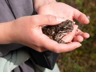 a frog in a child's hands