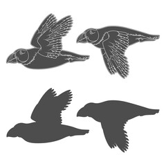 Set of black and white illustrations with flying puffin bird. Isolated vector objects on a white background.