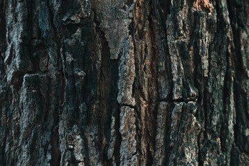 Close Up of Bark on Tree Stomp. Bark Texture . Bark Background. Backdrop. Macro Photography. 