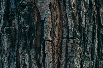 Old Bark of Tree. Bark Texture. Bark Background. 