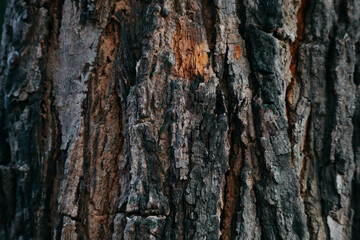 The texture of the natural tree bark in the forest. Tree bark background close-up.