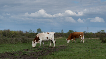 Naklejka na ściany i meble Two cows graze in pasture on cloudy day side view