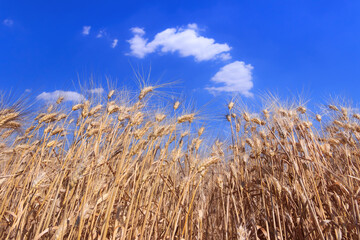 Ears of wheat on blue sky with cloud.