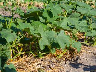 Naklejka na ściany i meble Shelter of young cucumber plants with straw mulches to protect against rapid drying and weed control in the garden
