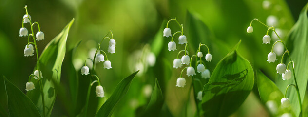 Spring flowers. Blooming Lily of the valley in a garden