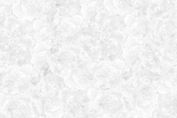 white roses background