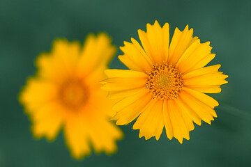 yellow dandelions in the field close up