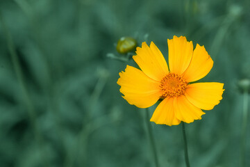 yellow dandelions in the field