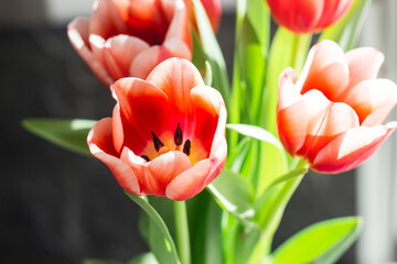 Red tulips on a concrete background. Beautiful flowers on the table