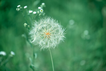 dandelion in the grass 