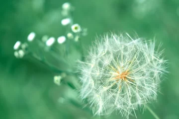 Foto auf Glas dandelion in the grass  © excalibur