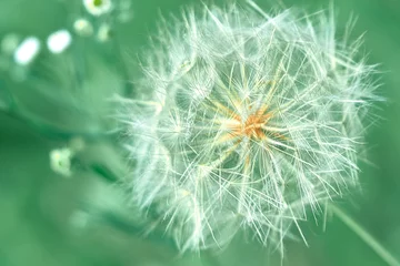 Foto auf Glas dandelion in the grass close up © excalibur