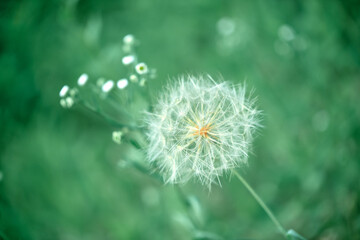 dandelion in the grass 