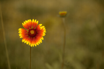 yellow and red summer flower close up