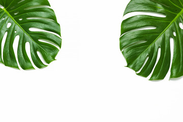 Fototapeta na wymiar Tropical monstera leaves frame with copy space on white background top view