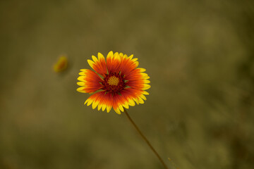 yellow and red summer flower close up