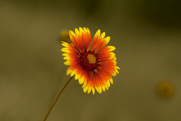 yellow and red summer flower close up