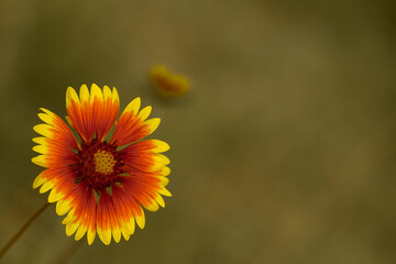 yellow and red summer flower close up