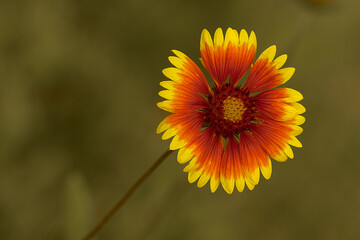yellow and red summer flower close up