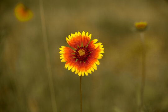 Yellow And Red Summer Flower Close Up