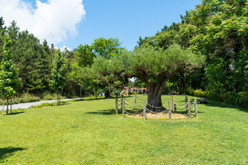Ataturk kent ormani in Istanbul. Ataturk City Forest. Green spaces in Istanbul city. Green parks or recreational areas in city.