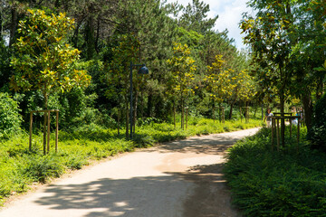 Ataturk kent ormani in Istanbul. Ataturk City Forest. Green spaces in Istanbul city. Green parks or recreational areas in city.