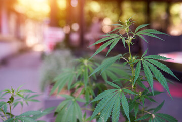 marijuana cannabis leaf on colorful background
