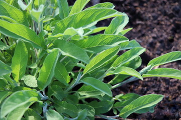 Salvia officinalis or common sage - perennial subshrub, used in medicinal and culinary. Bush of aromatic sage growing outdoors in the garden