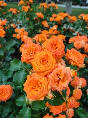 Orange beautiful rose growing in the garden.