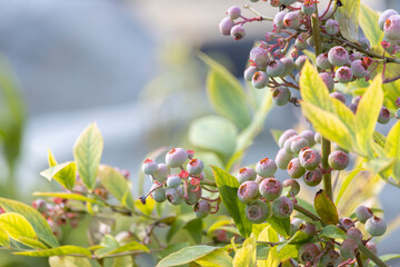 成長中のブルーベリーの果実（日本、6月）